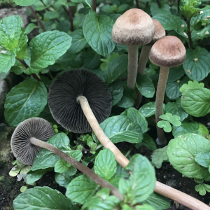 psilocybe cinctulus psychedelic mushroom