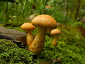  Big Laughing Gym psychedelic mushroom 