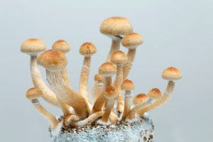 golden teacher psilocybin mushroom