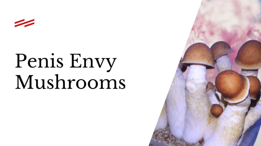 Penis Envy Mushrooms: The World’s Strongest Psychedelic Mushroom?
