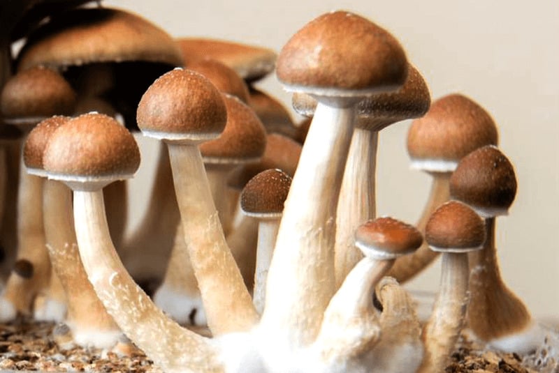 Penis Envy in a mushroom grow kit