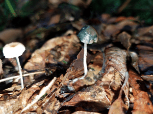 Forager’s Delight Psychedelic Mushroom