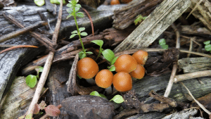 Psilocybe allenii psilocybin mushroom