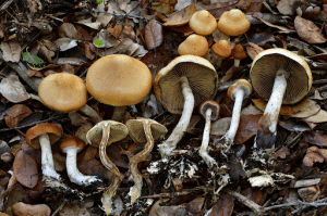 flying saucer psilocybin mushroom