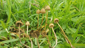 Mexican liberty caps psychedelic mushroom