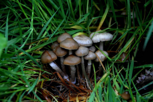 Psilocybe ovoideocystidiata psilocybin mushroom type