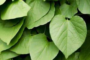 kava kava leaves