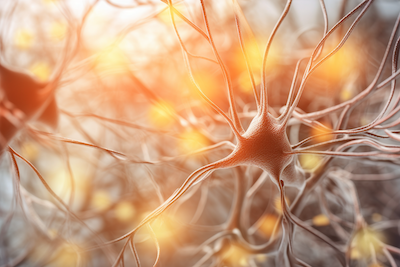neuroplasticity mushrooms for brain health