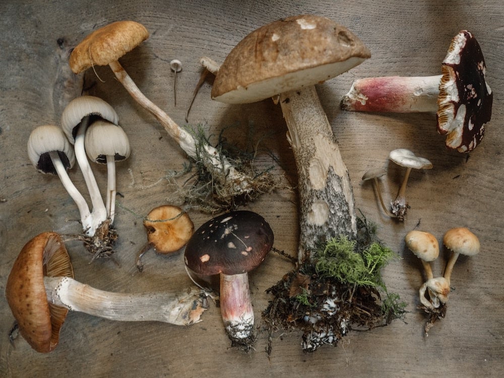 variety of fresh mushrooms