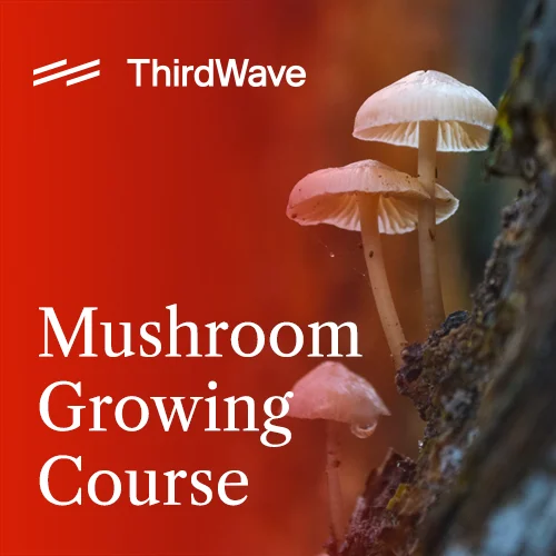Stylized image depicting the Mushroom Growing Course cover
