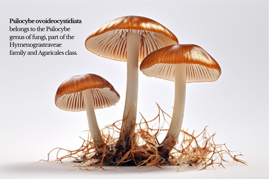 Psilocybe ovoideocystidiata mushrooms taxonomy-min