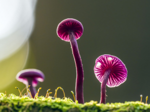 pink mushrooms growing on a green log