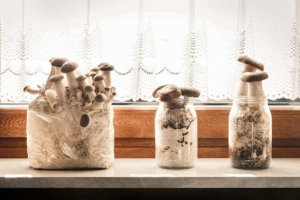 Groups of mushroom fruit from clumps of mycelium, in front of a bright window with lace curtains