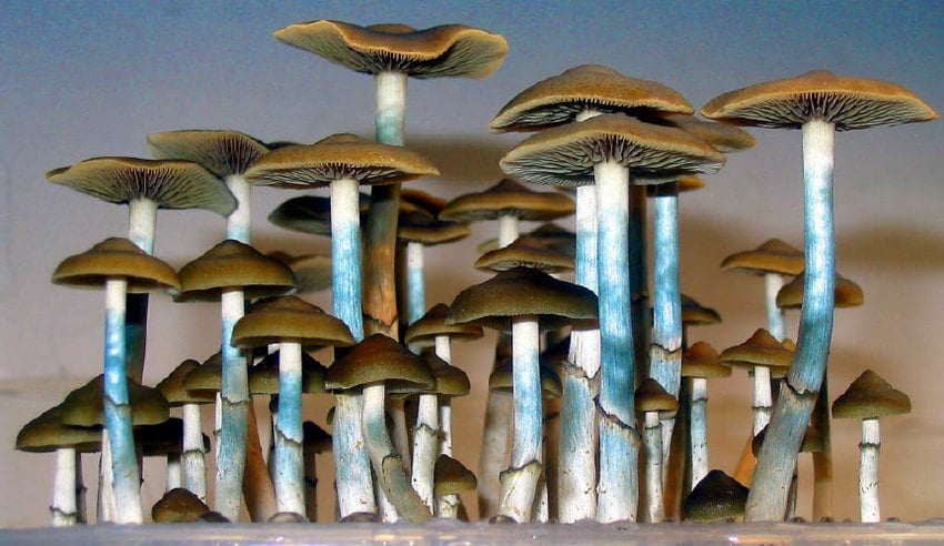 growing ovoid mushrooms-min