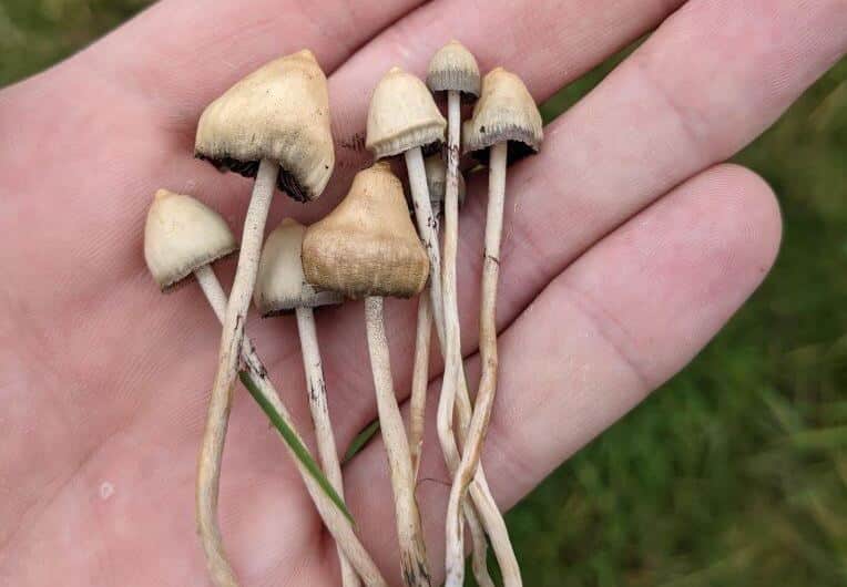 psilocybe semi liberty caps in hand