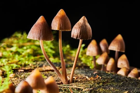 Psilocybe semilanceata in nature outside