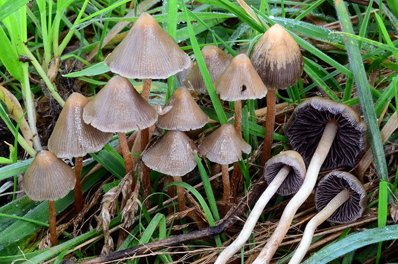 Psilocybe_semilanceata in nature