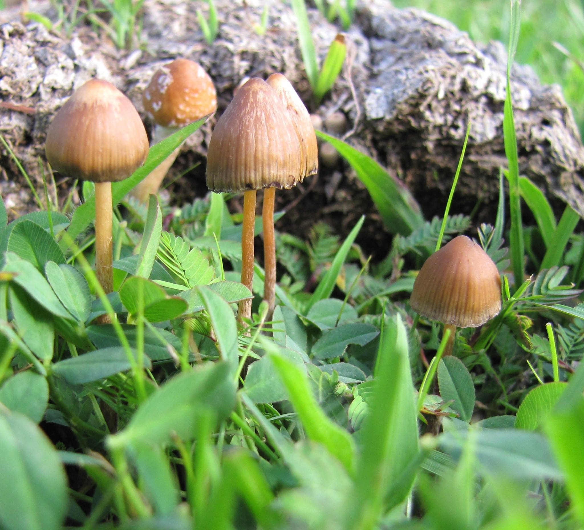 psilocybe mexicana in nature