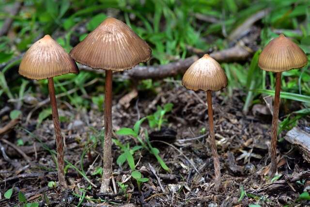 psilocybe mexicana