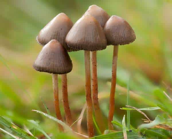 Psilocybe semilanceata