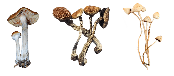 psilocybin mushrooms