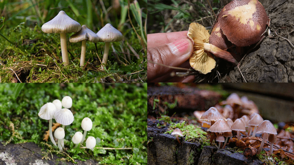 types of psilocybin mushrooms-min
