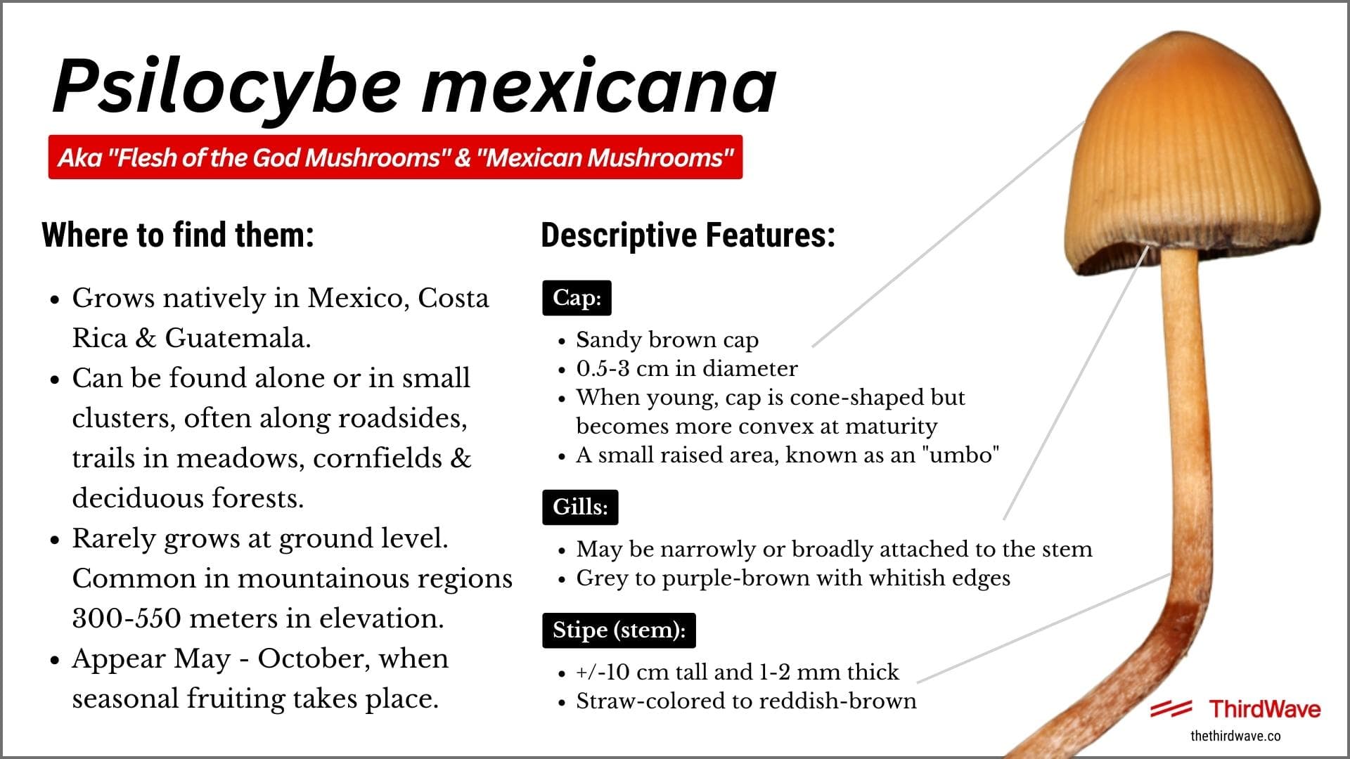 psilocyber mexicana infographic-min (1)
