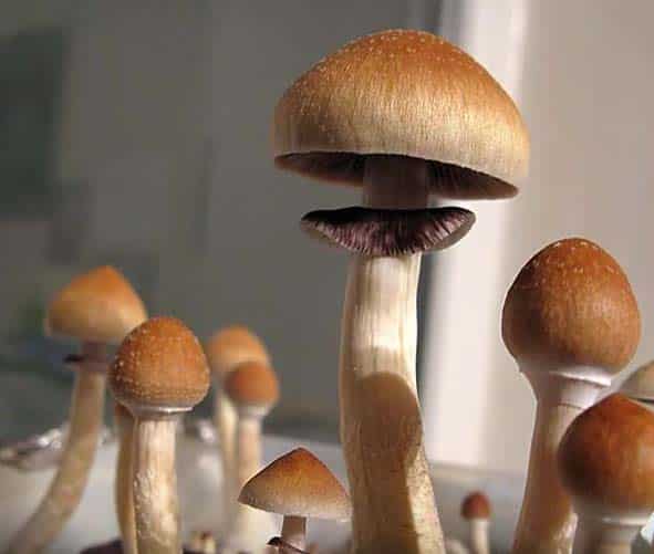 B+ mushrooms