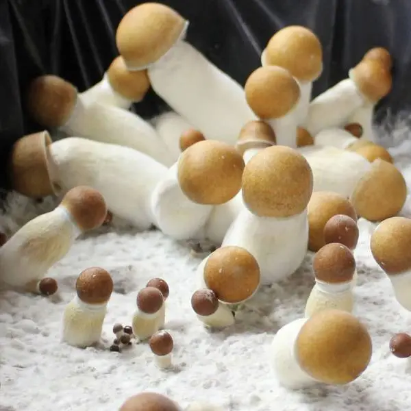 Penis-Envy-Mushroom-Strain popular magic mushroom psilocybin strains