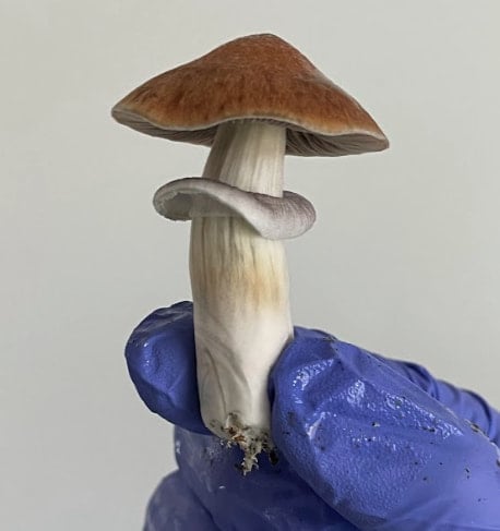 golden teacher mushroom popular magic mushroom psilocybin strains