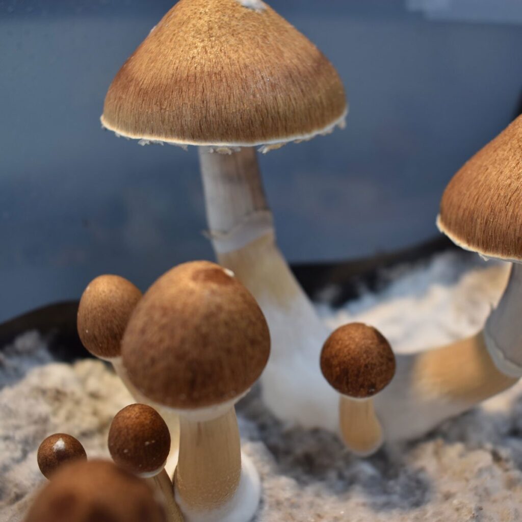 indoor cultivation of Jedi Mind Fuck mushrooms