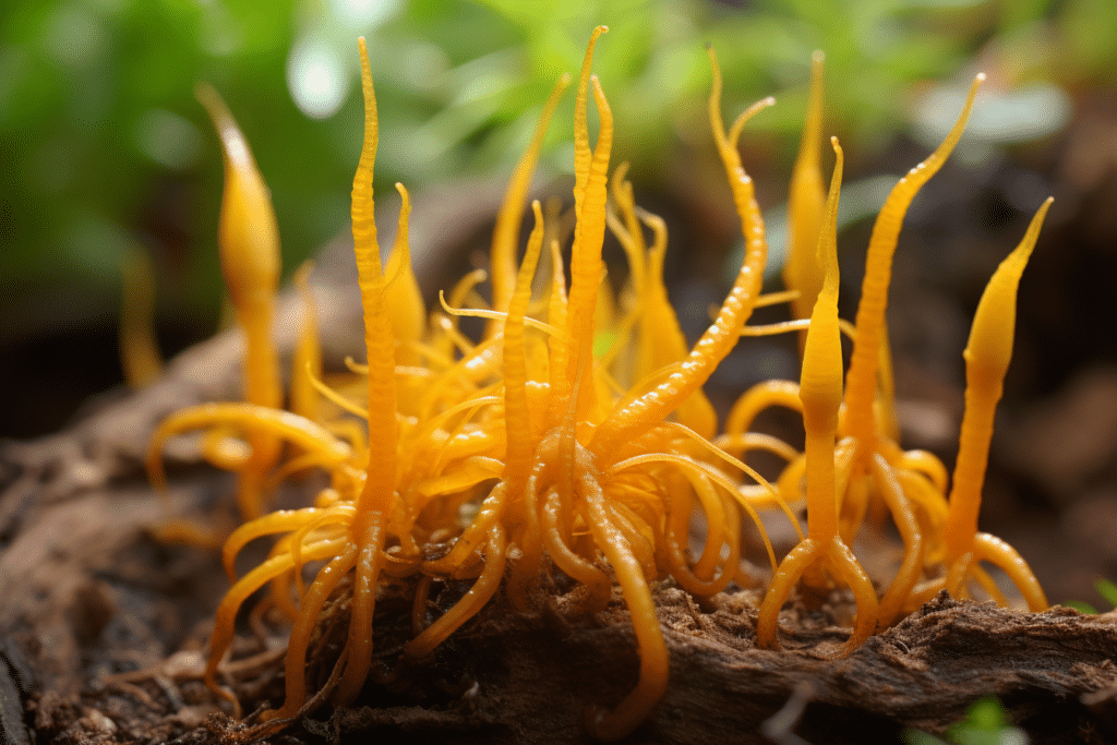 cordyceps mushroom in nature