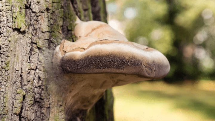 Meshima mushrooms in nature