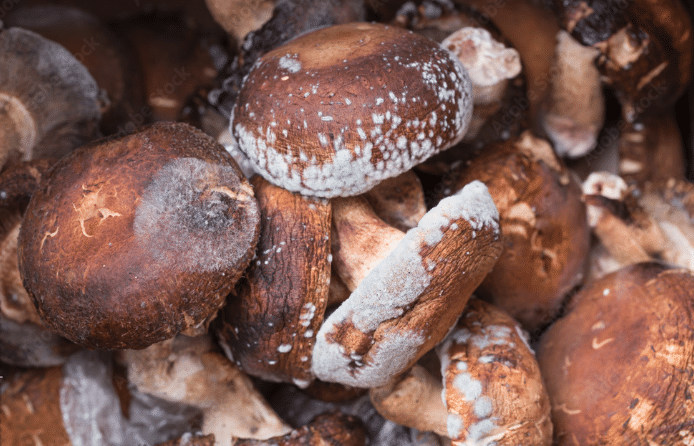 mushroom mold stock photo