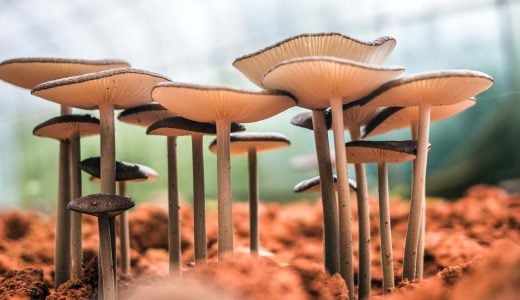 mushrooms growing on soil
