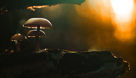 mushrooms growing on a rock