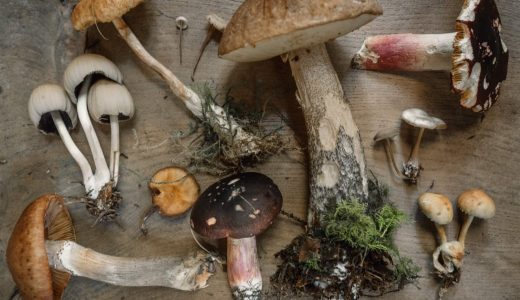 all kinds of mushrooms on a wooden table