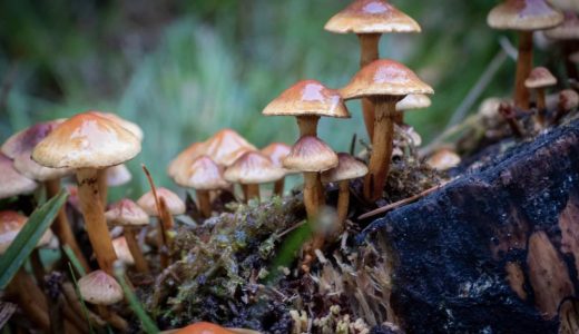 Psilobybe cubensis growing in a forest, macro shot