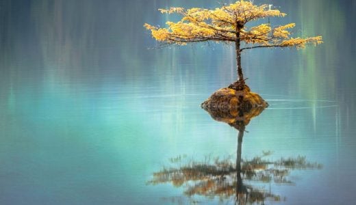 tree reflected in the water