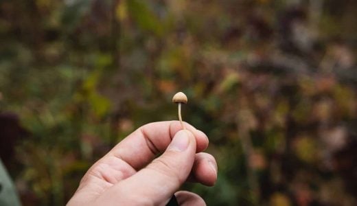 very small psilocybin mushroom