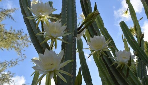 Picture,Of,A,San,Pedro,Cactus,Flowers.,Around,Mid-summer,,This