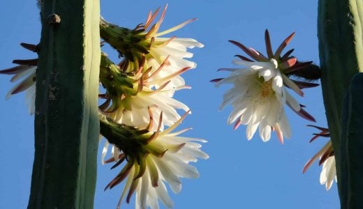 San,Pedro,Cactus,Blooming,With,Large,White,Flowers,(latin,-