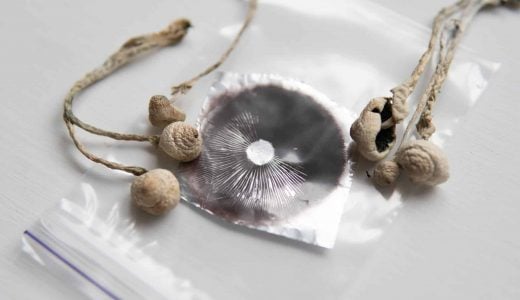 psilocybin mushrooms spores