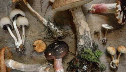 different types of psilocybin mushrooms