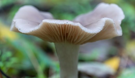 wavy cap mushroom