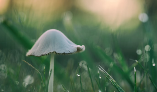 white mushroom in grass