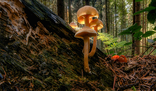 magic mushrooms growing in the woods