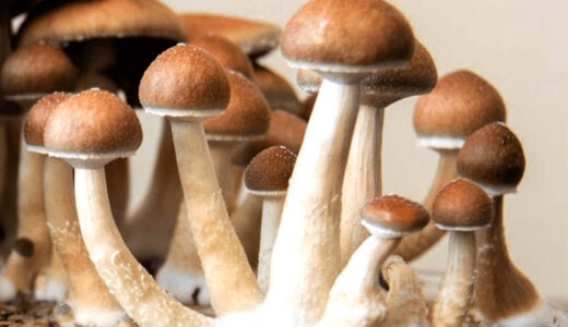 Penis Envy in a mushroom grow kit