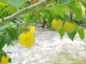 yellow flowers plums 300x225