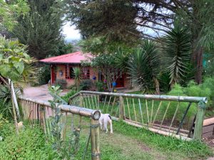 2 day ayahuasca retreat ecuador 300x225